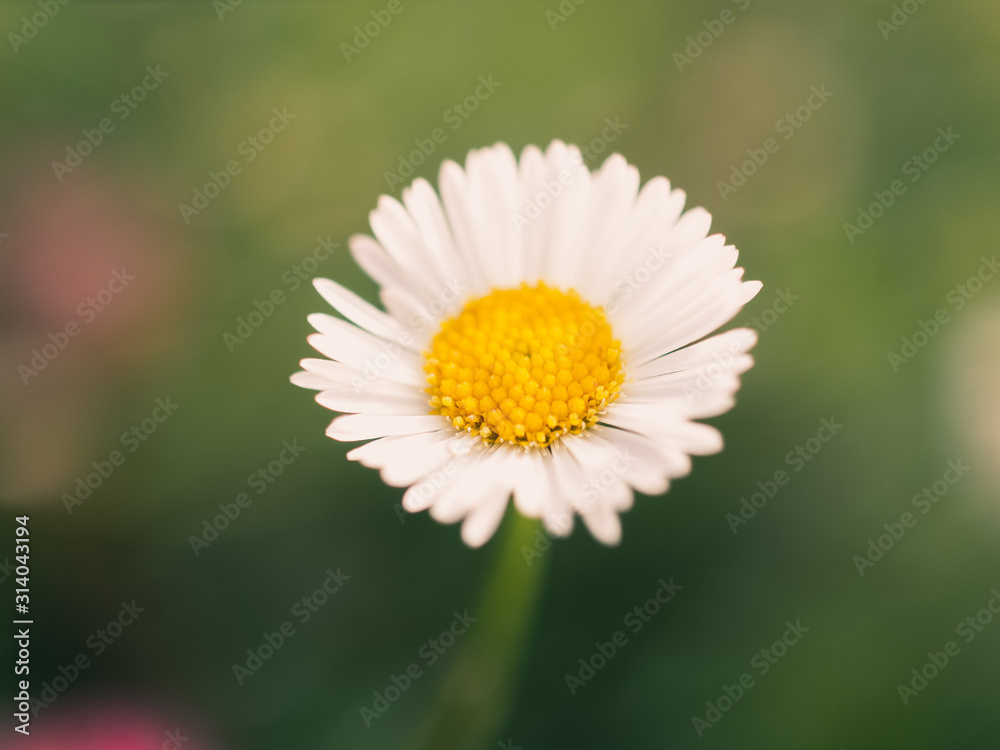 Obraz premium daisy in green grass
