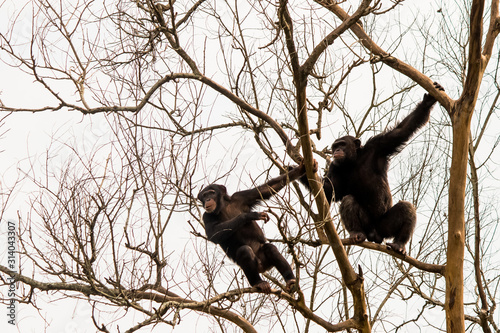 Two Black gorillas on tree branches