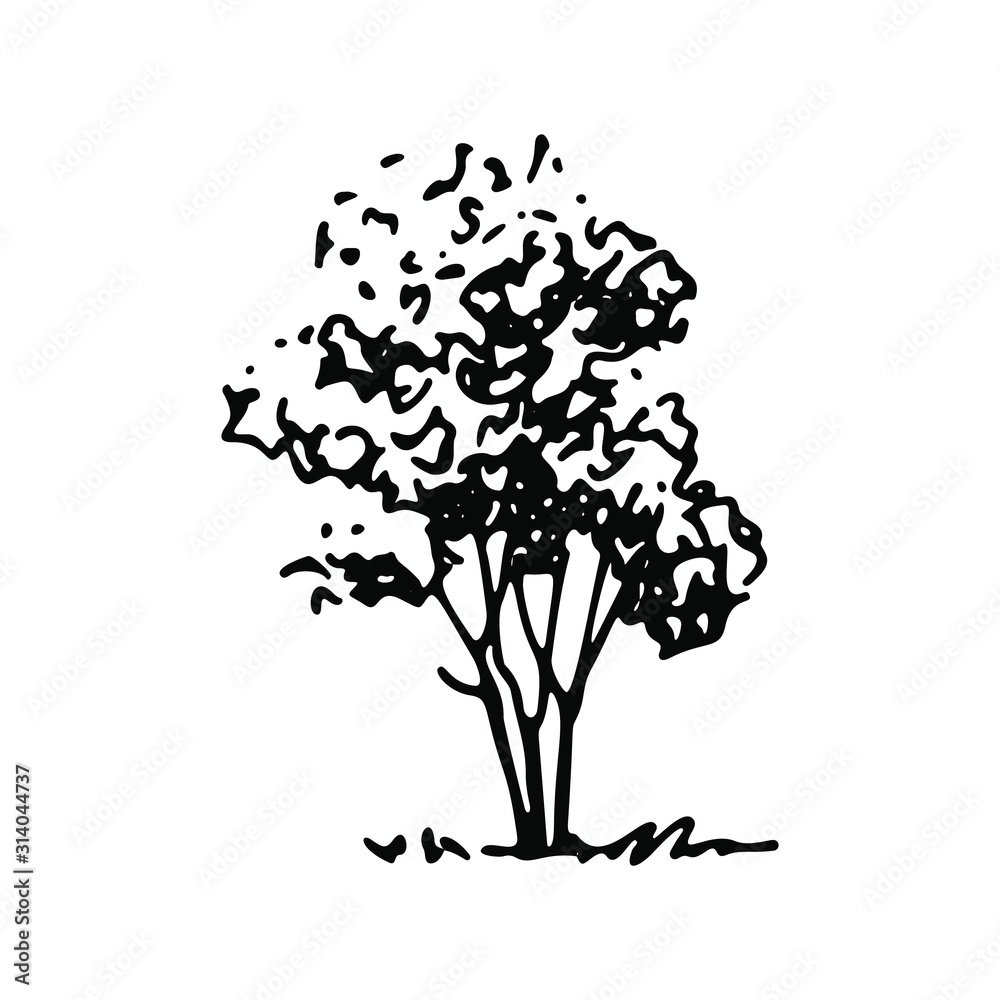Vector tall shrubbery, hand drawn dendrology shrub, graphic template