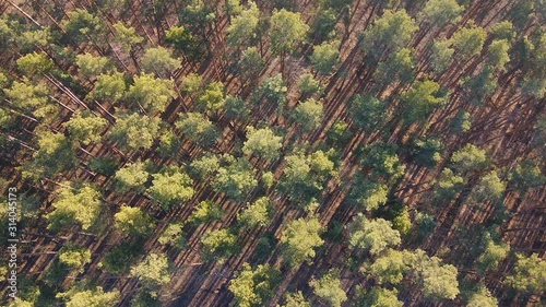 Rotating shot of coniferous forest, top aerial view over pine trees evening sun