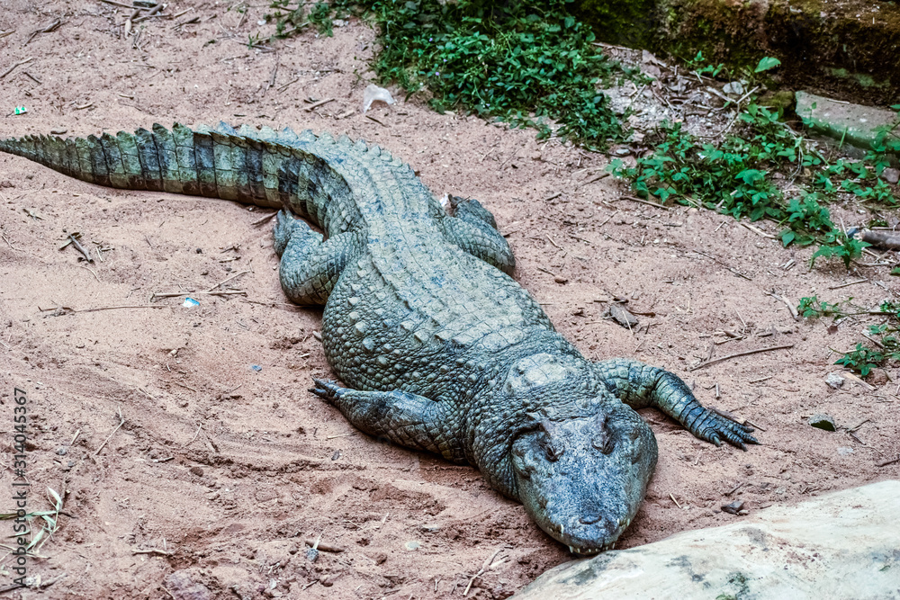 full view of a Siamese crocodile full view of a Siamese crocodile