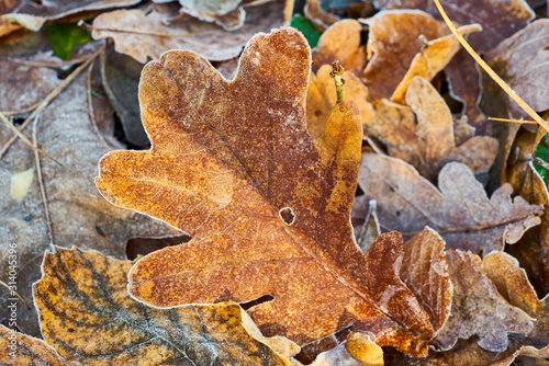 Konstfotografi Nahaufnahme von buntem Herbstlaub mit Reif und Eiskristallen vom ersten Fros