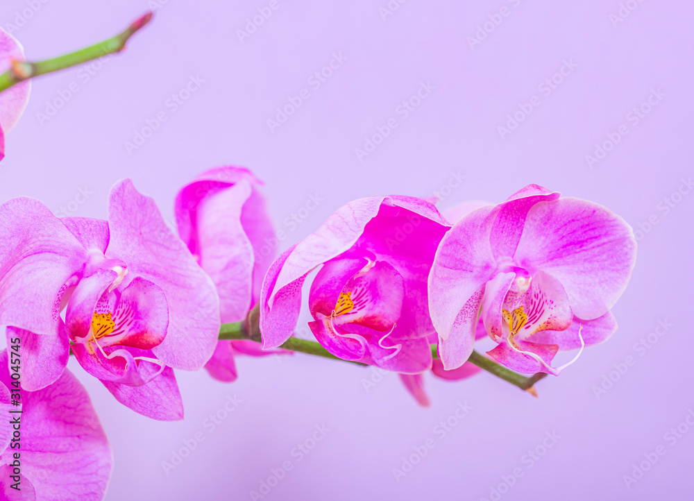 orchid flower close up