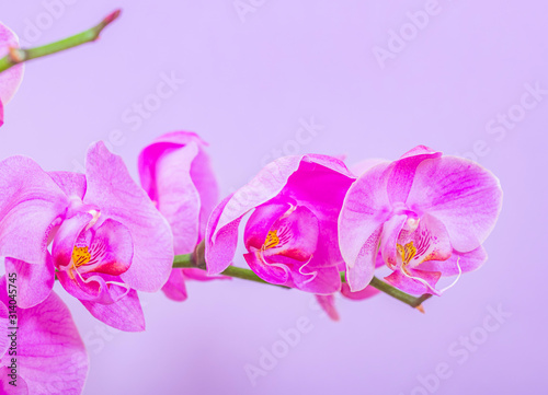 orchid flower close up