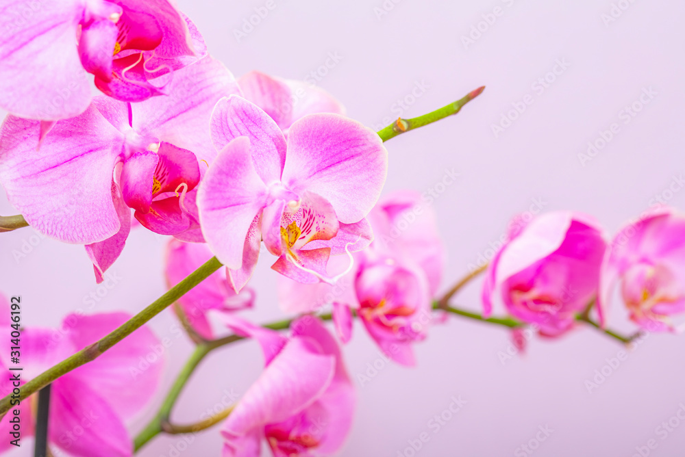 orchid flower close up orchid flower close up