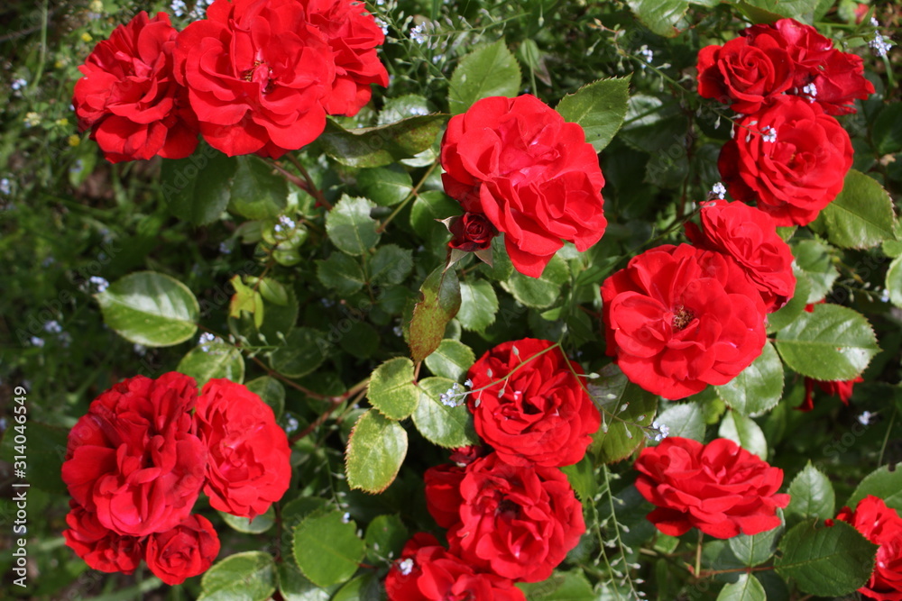 Ein Rosenstrauch voller Blüten Ein Rosenstrauch voller Blüten