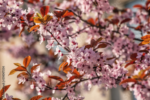 Pink cherry blossom, spring outdoor background