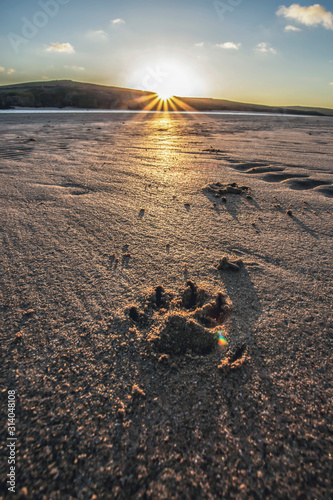 Sunset on sandy beach with dog paw prints in the sand.