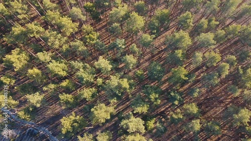Aerial shot of tall pine trees, top view over coniferous forest in morning sun