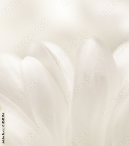 Fototapeta Naklejka Na Ścianę i Meble -  Abstract floral background, white chrysanthemum flower petals. Macro flowers backdrop for holiday brand design
