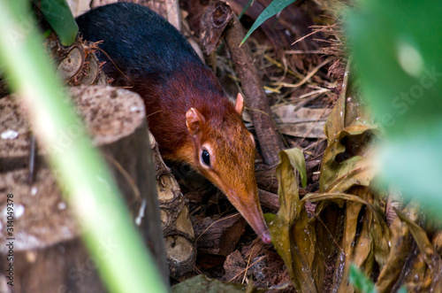 The black and rufous elephant shrew, (Rhynchocyon petersi) the black and rufous sengi, or the Zanj elephant shrew is one of the 17 species of elephant shrew found only in Africa. photo
