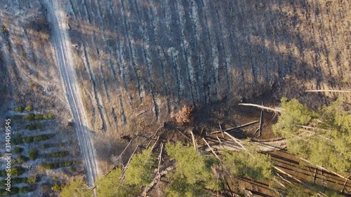 Deforestation aerial shot, flying over cut down trees, ecological catastrophe