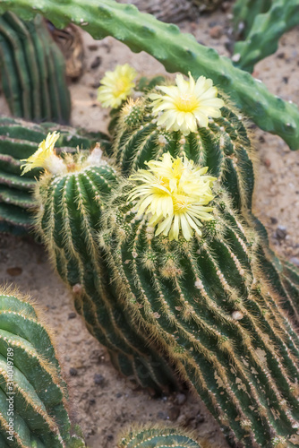 Natural background cactus close up