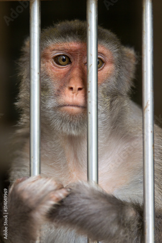Tableau sur toile Monkey in a cage. Rhesus Macaque - Macaca mulatta