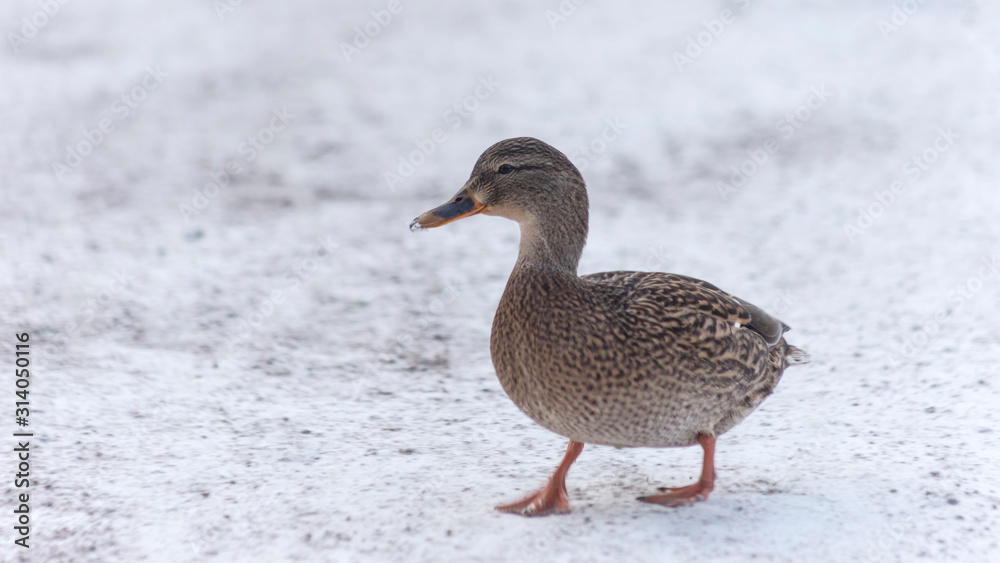Duck walks in the snow. Mallard, lat. Anas platyrhynchos. Duck walks in the snow. Mallard, lat. Anas platyrhynchos.