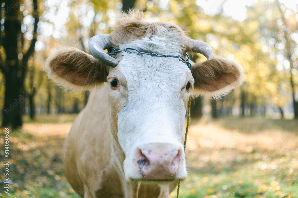 Happy single cow on a meadow during sunset.