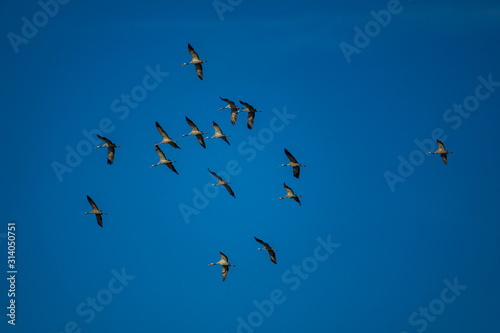 Bottom view of cranes flying against blue sky © F.C.G.