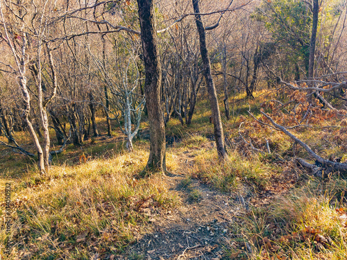 Deciduous forest on an autumn sunny day on the mountain Black Sea coast of the North Caucasus.