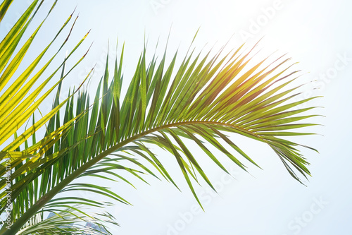 green palm Trees Against Sky