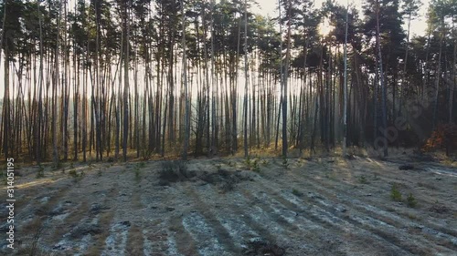 Cut down pine trees as result of mass deforestation, environmental problem