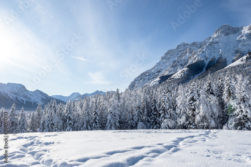 Pines and rocky mountains in a valley covered in snow during a winter morning with a clear blue sky