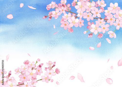 春の花：青空を背景にした桜と散る花びらのフレーム 水彩イラスト © Keiko Takamatsu