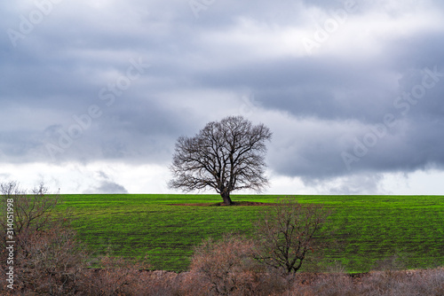 Lone bare tree on plowed farm land