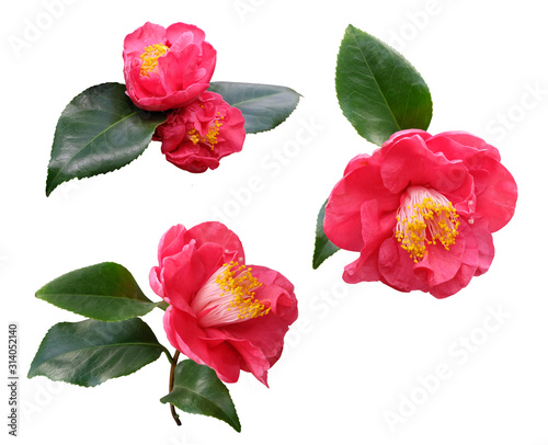 Indoor plants Camellia Sasanqua set of flowers  leaves  buds on a white background  isolated.