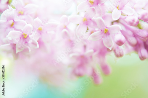 Pink lilac flowers spring blossom background. - Image