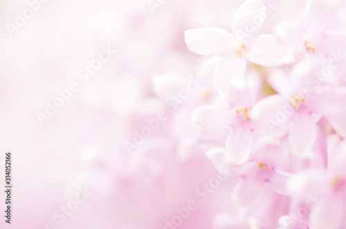 Pink lilac flowers spring blossom background. - Image