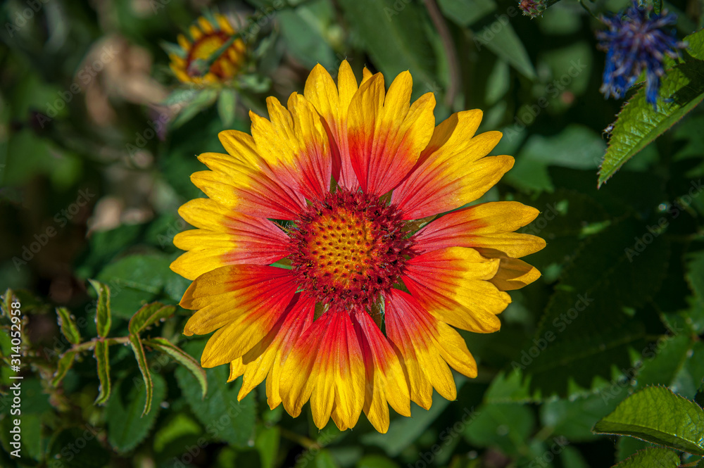 floral background of gaillardia flower in a garden on a personal plot close up floral background of gaillardia flower in a garden on a personal plot close up
