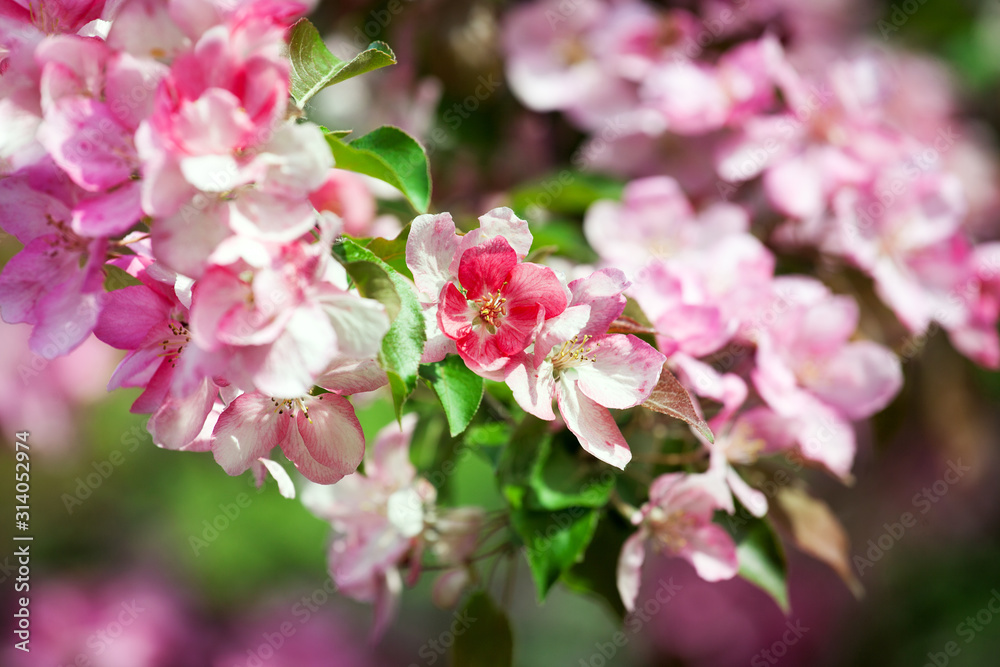 Blooming apple tree branches, white and pink flowers bunch, fresh green leaves on blurred bokeh background close up, beautiful spring cherry blossom, red sakura flowers in bloom, springtime nature
