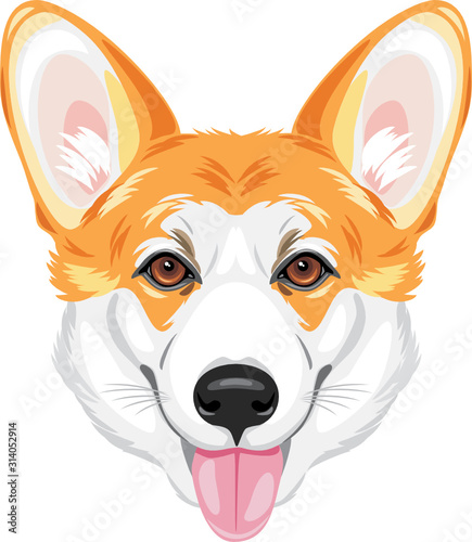 Portrait of a happy welsh corgi