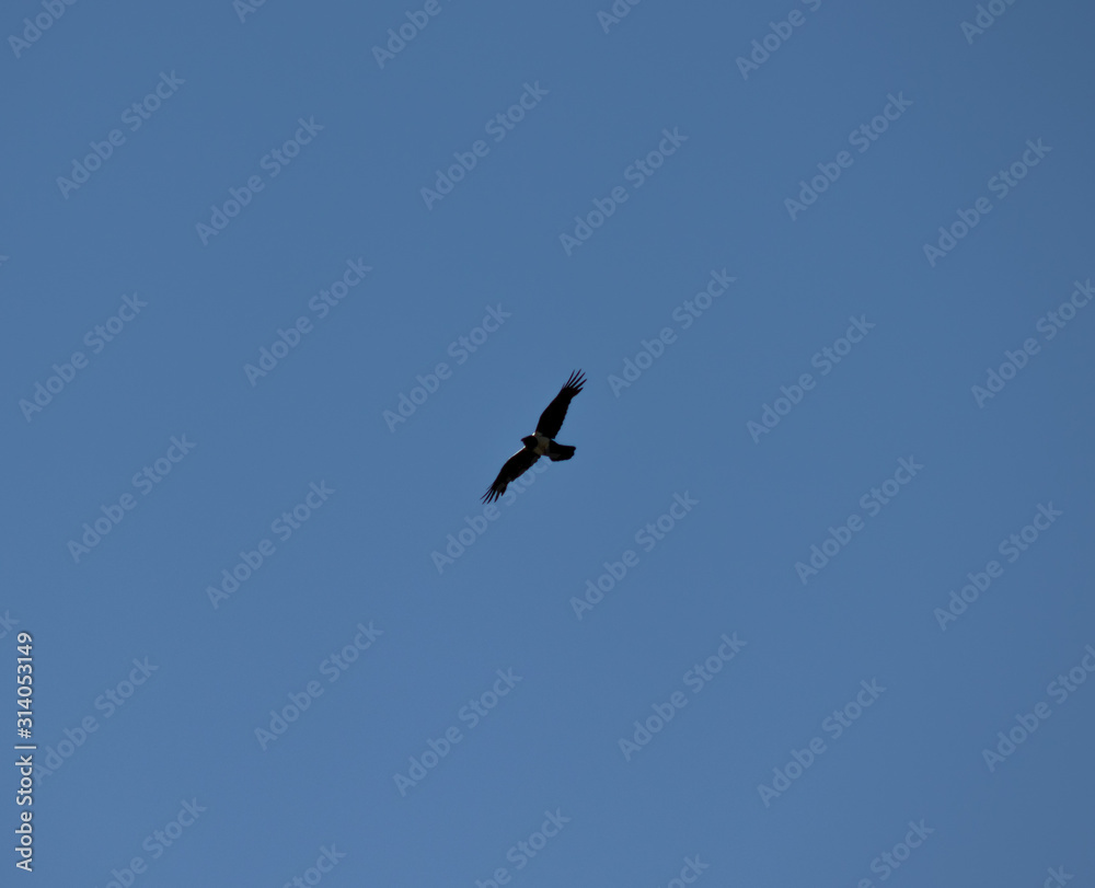 Fototapeta premium A white breasted crow flying