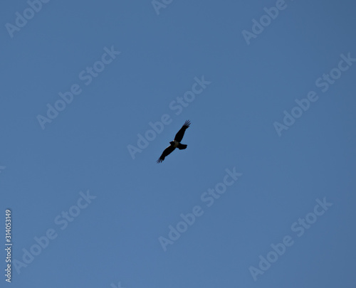 A white breasted crow flying