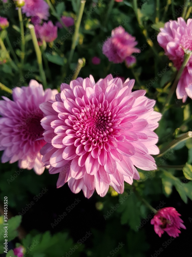 pink flower in the garden pink flower in the garden
