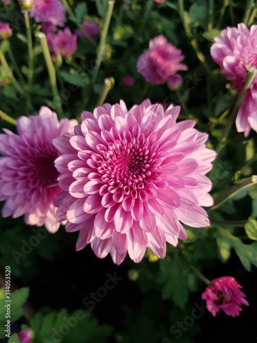 pink flower in the garden