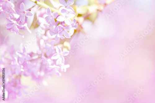 Purple lilac flowers spring blossom background. - Image © ireneromanova