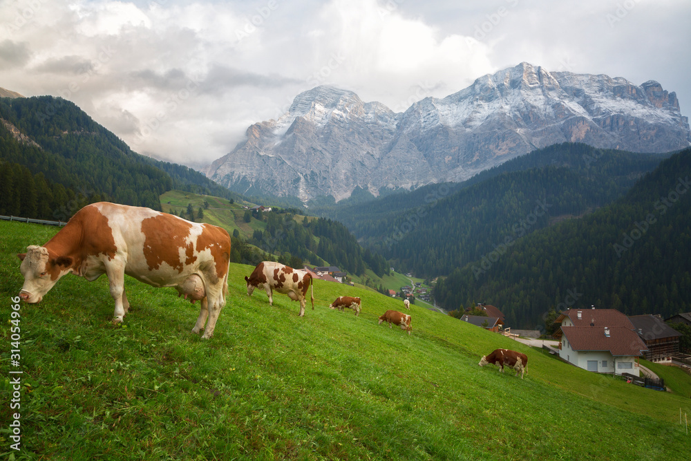 Cows in a meadow in the Alps , Italy