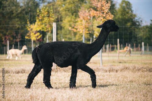 Black alpaca in the corral