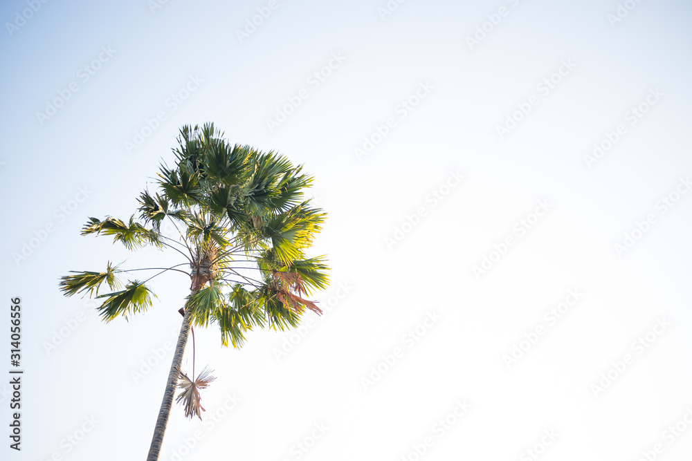 Bali - Einzelne Palme im Wind vor klarem blauen Himmel CLEAN Bali - Einzelne Palme im Wind vor klarem blauen Himmel CLEAN