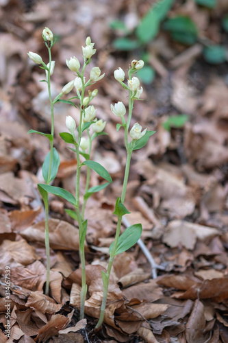 Cephalanthera damasonianum - Weißes oder Bleiches Waldvöglein photo