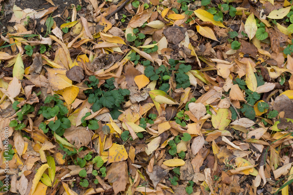 Brown fallen leaves on greenery from above Brown fallen leaves on greenery from above