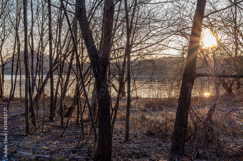 冬の朝の湖畔の森