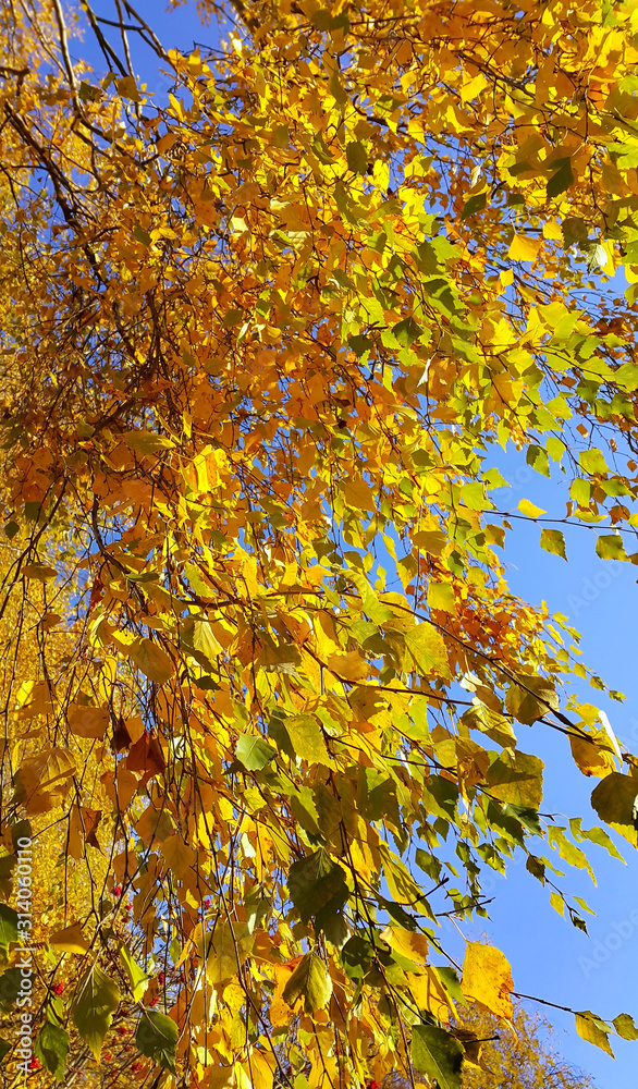 Branch of autumn birch tree with bright yellow leaves Branch of autumn birch tree with bright yellow leaves