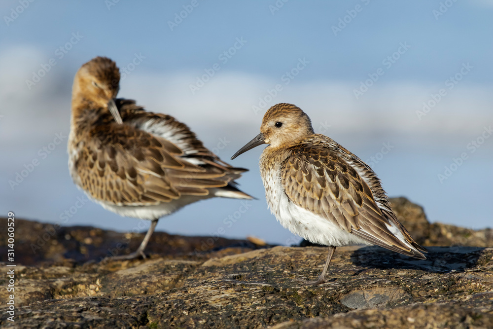 Dunlin (Alpine Calidris) in the coastal area of the Cantabrian Sea. Asturias, Spain Dunlin (Alpine Calidris) in the coastal area of the Cantabrian Sea. Asturias, Spain