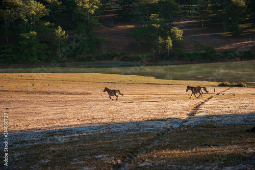 the horse family playing on the large meadow in plateau  beauty scenery with blue sky and peaceful at sunrise of springtime