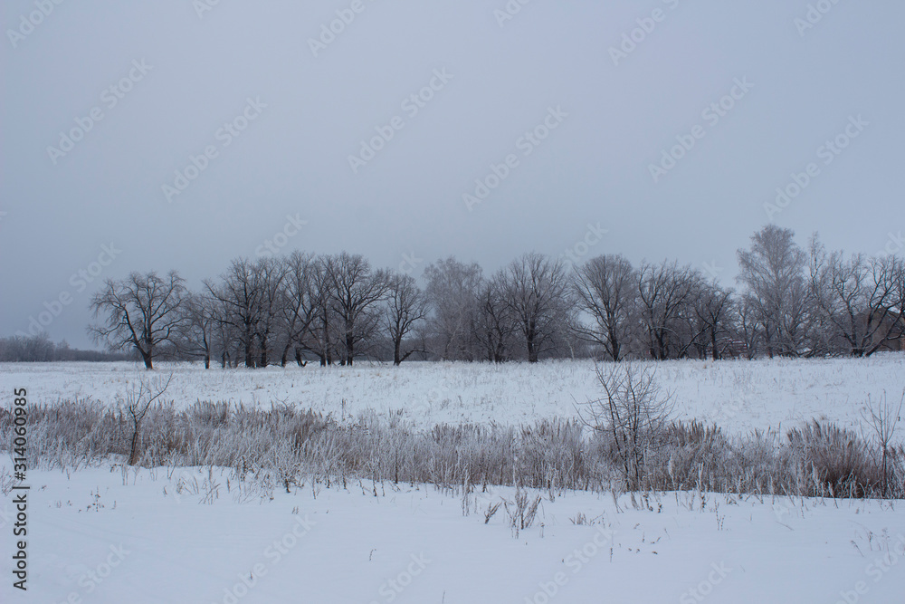 Dry grass in the snow and oaks on the outskirts of the Russian field on a winter evening, typical winter Russian look, Ulyanovsk Region, Russia Dry grass in the snow and oaks on the outskirts of the Russian field on a winter evening, typical winter Russian look, Ulyanovsk Region, Russia