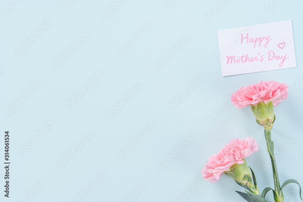 Beautiful, elegant pink carnation flower over bright light blue table background, concept of Mother's Day flower gift, top view, flat lay, overhead Beautiful, elegant pink carnation flower over bright light blue table background, concept of Mother's Day flower gift, top view, flat lay, overhead