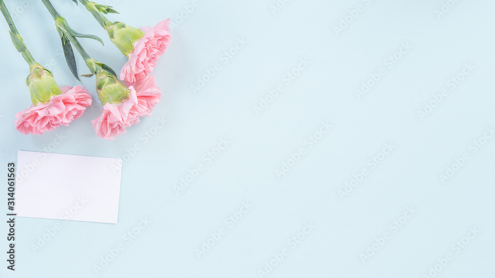 Beautiful, elegant pink carnation flower over bright light blue table background, concept of Mother's Day flower gift, top view, flat lay, overhead Beautiful, elegant pink carnation flower over bright light blue table background, concept of Mother's Day flower gift, top view, flat lay, overhead